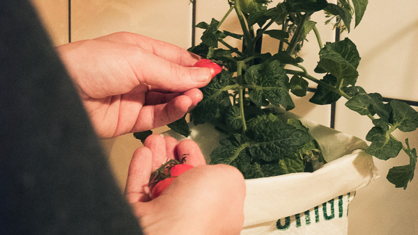 Customer picking ripe tomatoes from the growing kit