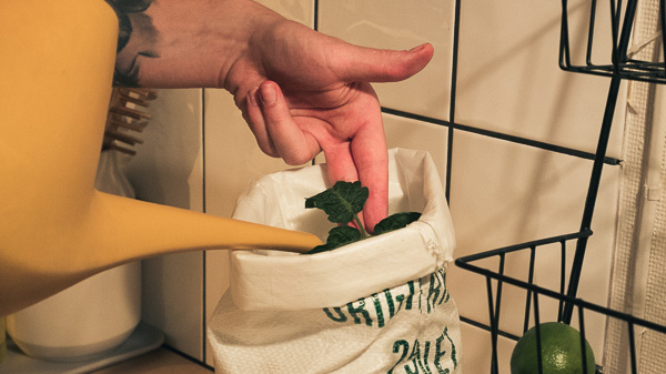 Customer watering plant growing from growing kit bag